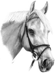 Horse portrait